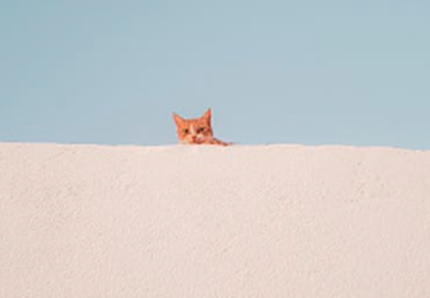 Enkaz, il gatto estratto dalle macerie del terremoto